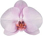 Phalaenopsis